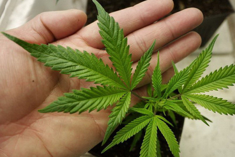 легализована ли марихуана на ямайке