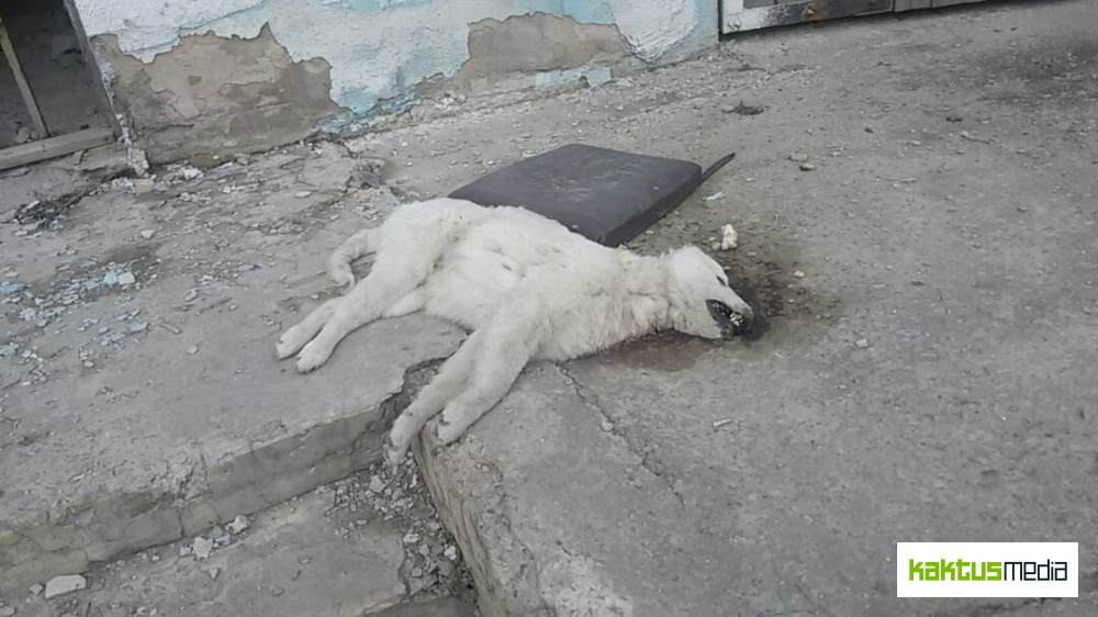 В Воронцовке отстреливают бездомных собак. Это видят дети (осторожно, фото)