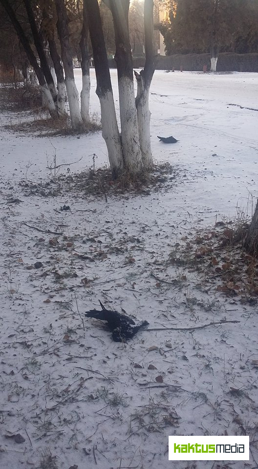 В Канте также массово гибнут вороны. Что происходит?