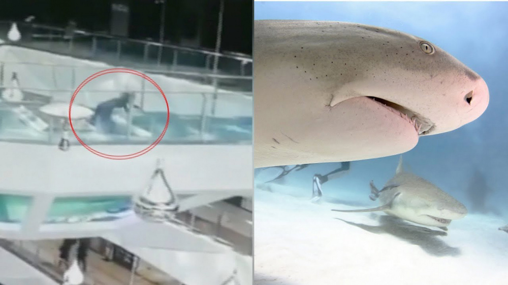 Китаянка упала в бассейн с голодными акулами (видео)