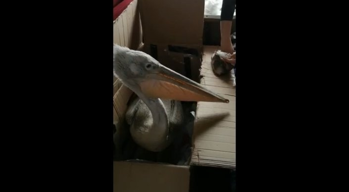 Огромный пеликан ехал в купе поезда в Казахстане