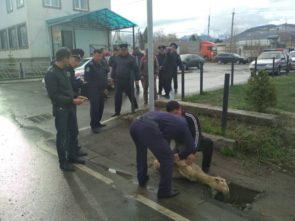 На Иссык-Куле инспекторы УОБДД борются с ДТП. Они зарезали барана. Фото