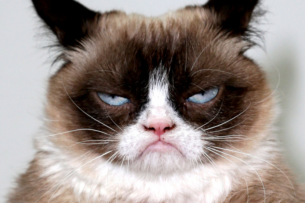 В память о Grumpy Cat. 10 самых известных котиков в истории