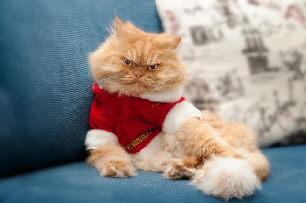 В память о Grumpy Cat. 10 самых известных котиков в истории
