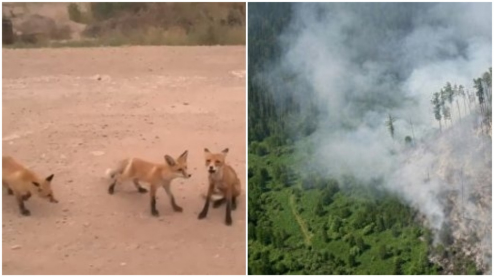 Горящий лось. Животные бегут от пожара. Животные спасаются от пожара в лесу. Животные бегут из леса. Животные бегут из горящего леса.