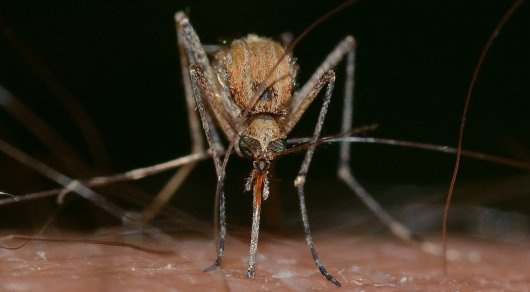 Кого чаще всех кусают комары, выяснили ученые