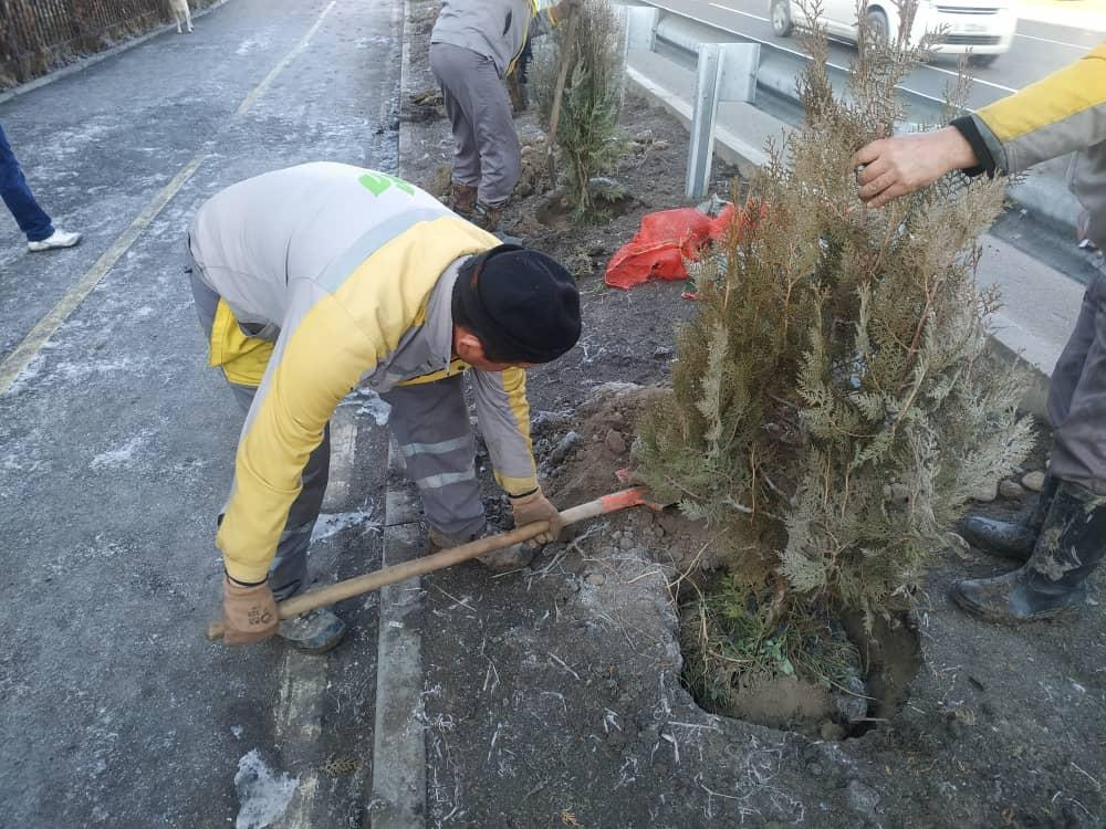 За два дня мэрией Бишкека посажено более 100 деревьев