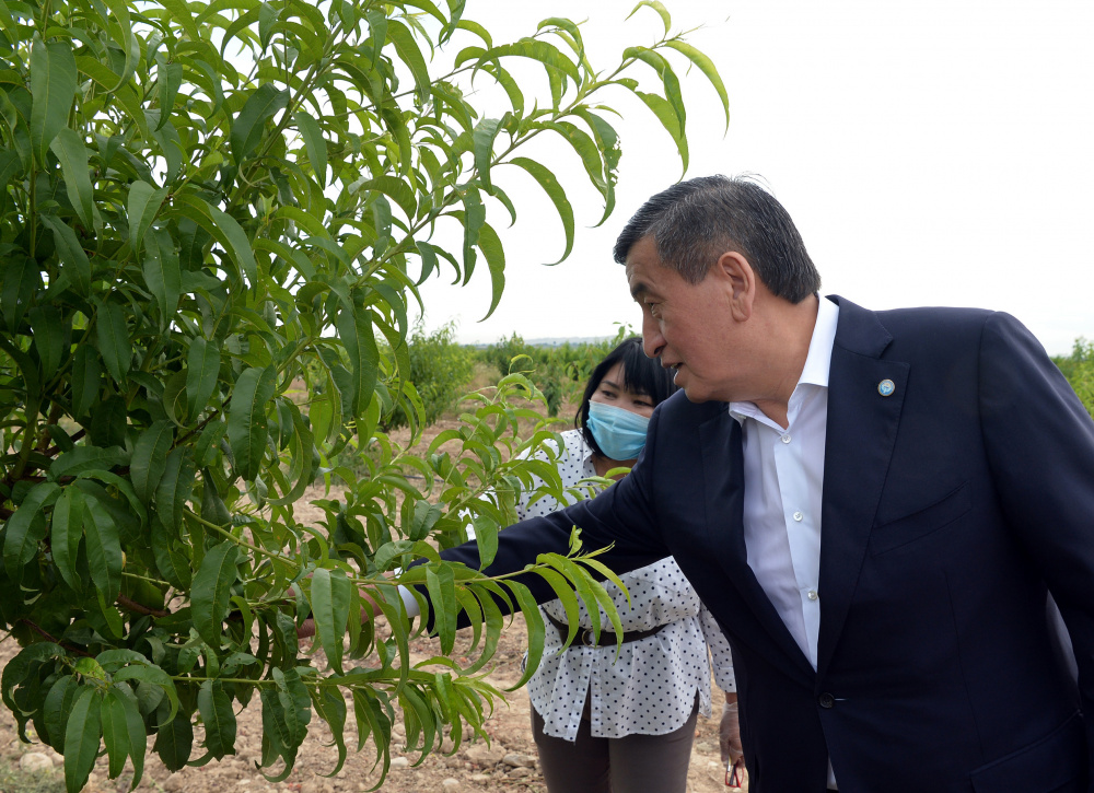 Жээнбеков о развитии экономики: Акцент будет на экологически чистую сельхозпродукцию