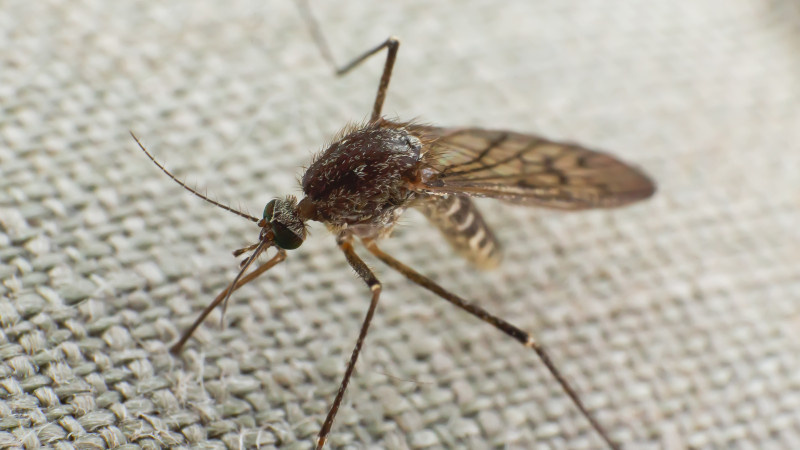 750 миллионов комаров-мутантов выпустят на волю в США