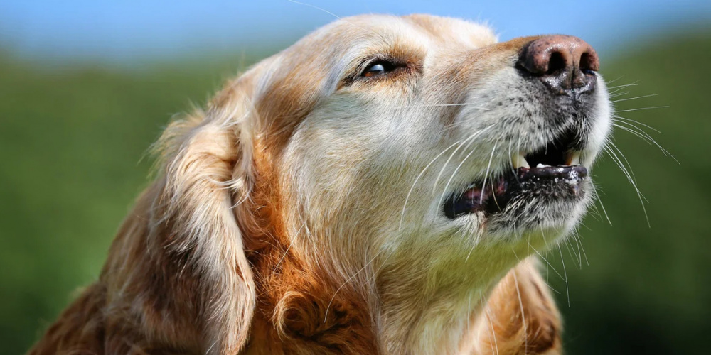 В Южной Корее научились понимать эмоции собак с помощью переводчика для лая