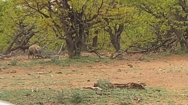 Противостояние леопарда и гиены сняли на камеру