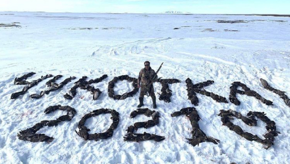 Из 200 убитых птиц выложили надпись "Чукотка-2021"