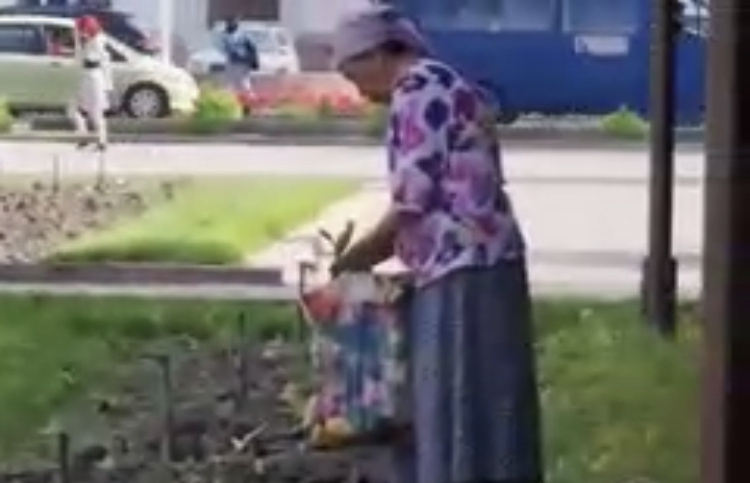 Женщины вырывают с клумбы недавно посаженные  растения (видео)