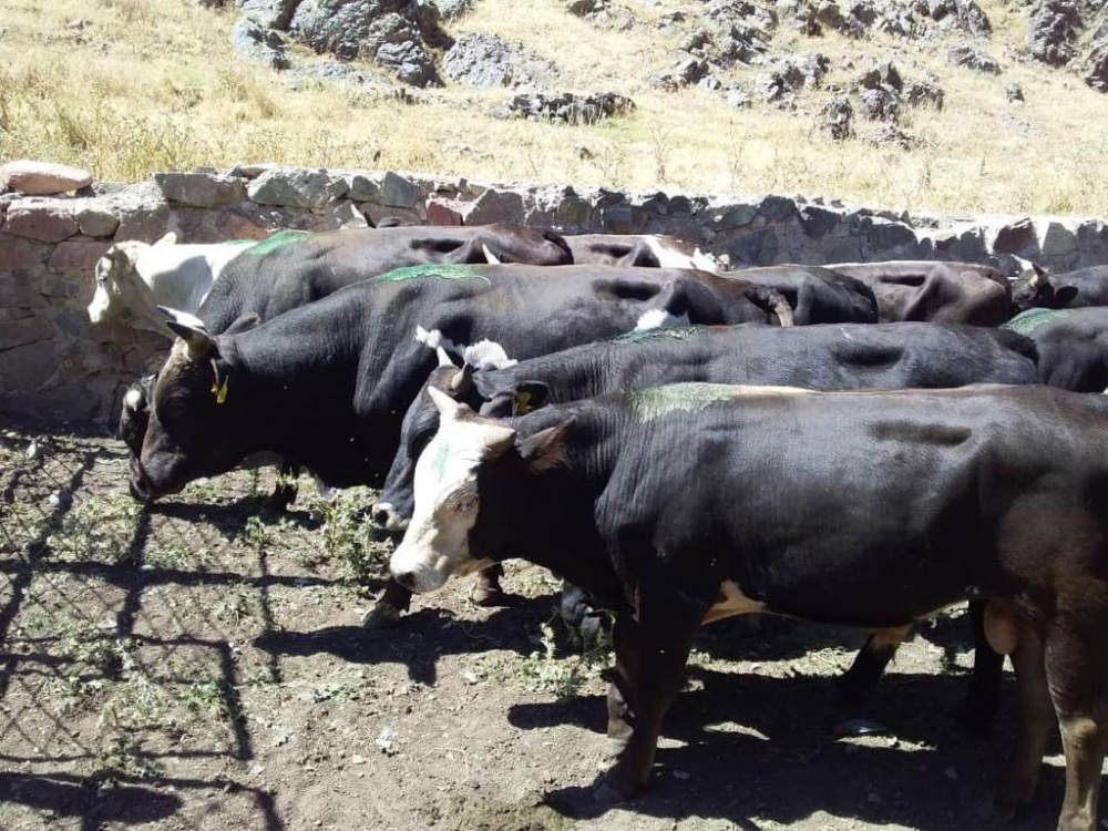 Украденное в Казахстане стадо крупного рогатого скота пытались перегнать в Кыргызстан