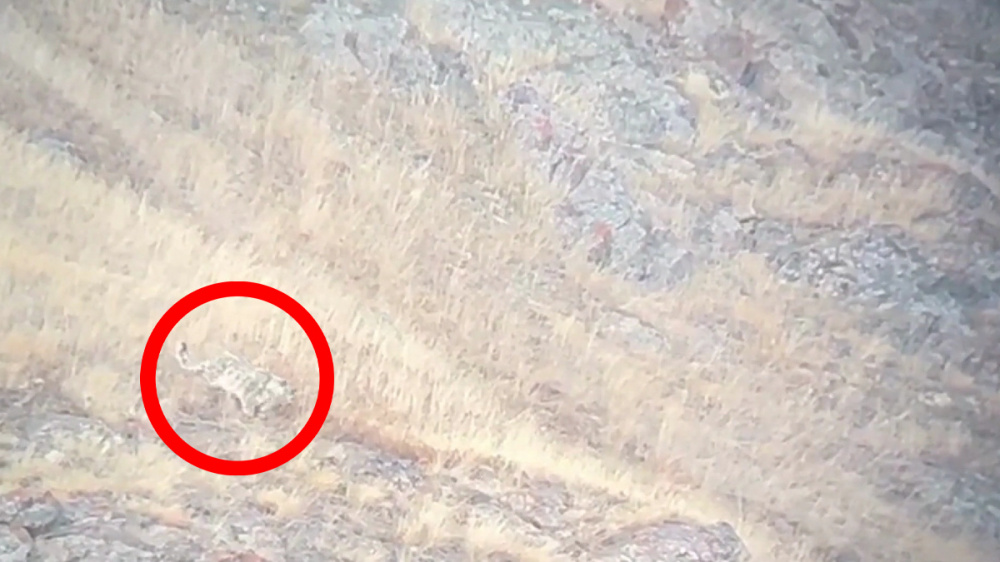 Снежный барс, бурый медведь, архары на горном склоне Аксайской долины. Видео