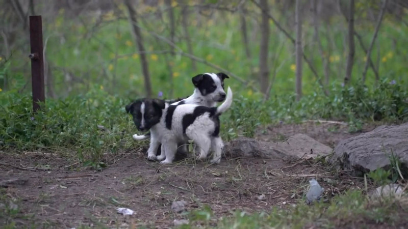 У чернобыльских собак выявили уникальные изменения ДНК