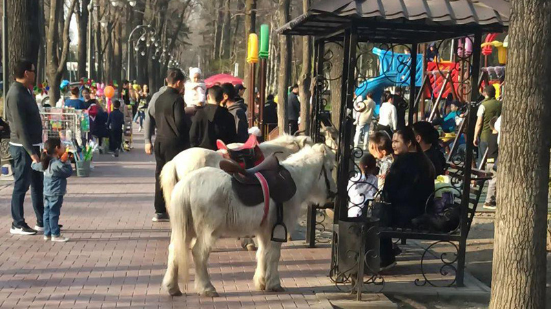 Горожане спрашивают, кто разрешил прокат пони в центре Бишкека. Ответ мэрии