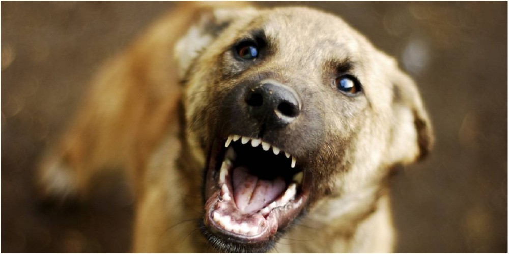 Двое жителей Кызыл-Кии, покусанные собакой, остаются в больнице под наблюдением
