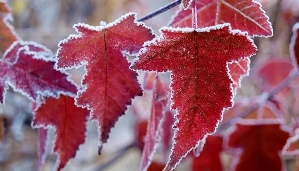 Листья заморозки. Осенние листья в инее. Зимние листья. Клен в снегу. Осенний иней.