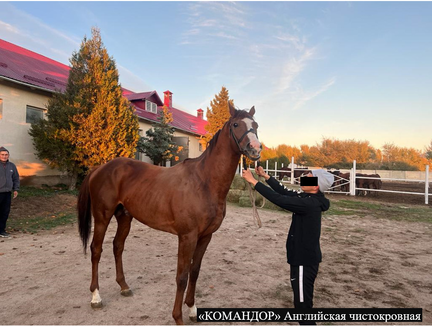 ГКНБ изъяло породистых лошадей Камчы Кольбаева за полмиллиона долларов. Фото: пресс-служба ГКНБ.