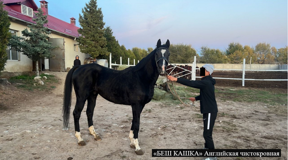ГКНБ изъяло породистых лошадей Камчы Кольбаева за полмиллиона долларов. Фото: пресс-служба ГКНБ.