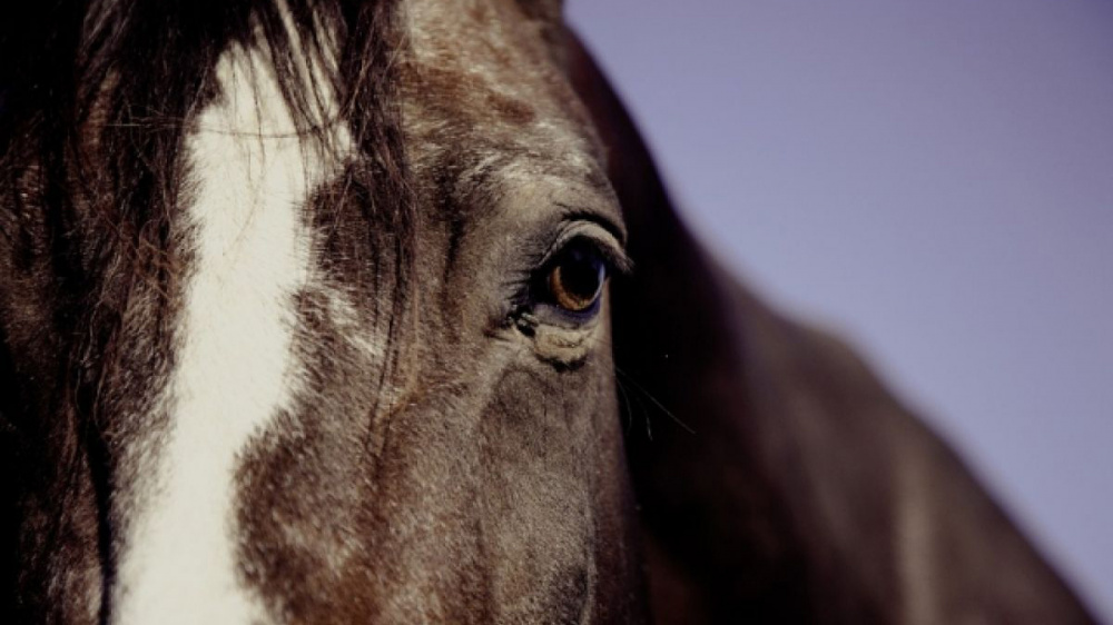 В Ысык-Атинском районе лошадь протащила школьника. Он погиб