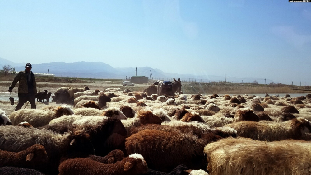 В Кыргызстане усилили контроль за ввозом сельхозживотных
