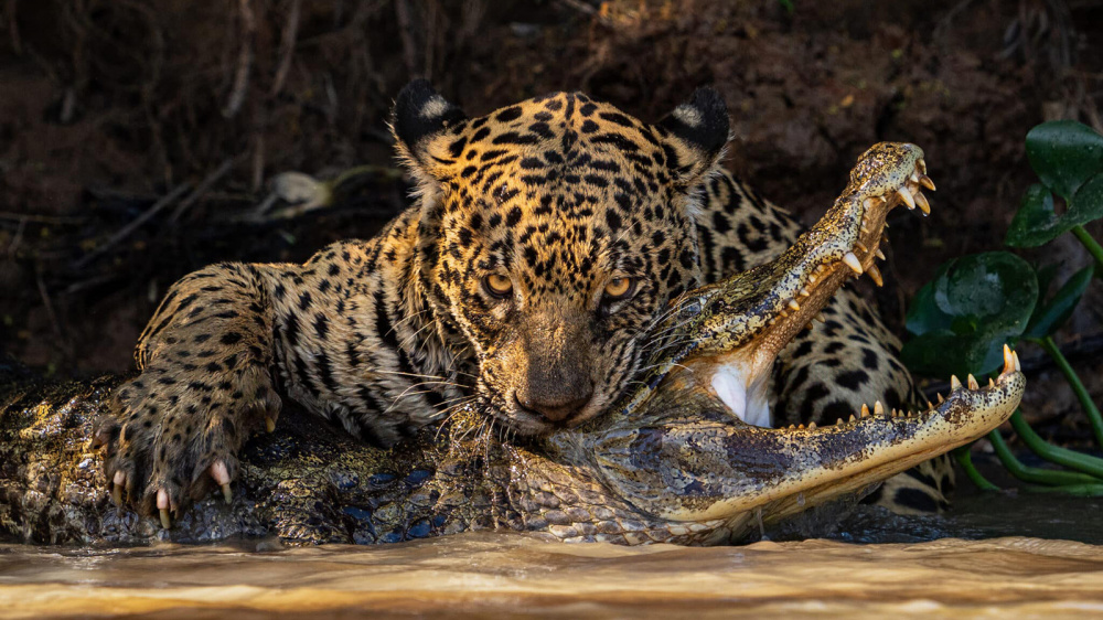Представлены лучшие снимки дикой природы, получившие награду Sony World Photography Awards