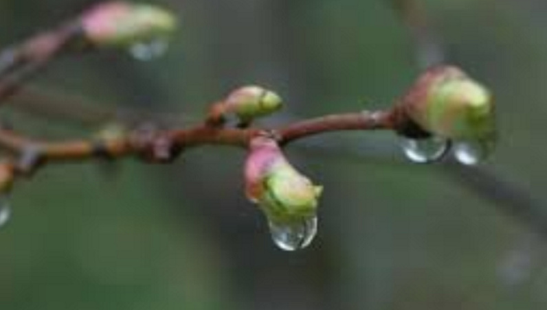 Синоптики сообщили, когда снова ожидать дожди. Прогноз погоды в Бишкеке на 24-30 марта