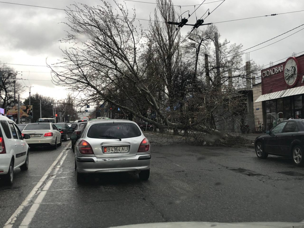 В Бишкеке разгулялся шквалистый ветер. Какие последствия (фото, видео)