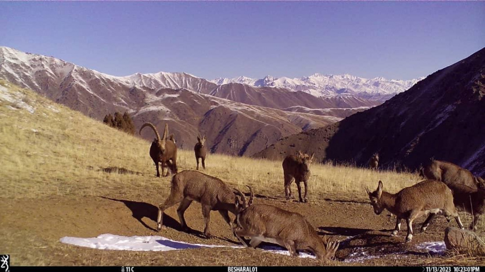 Фотоловушки сняли диких животных в кыргызстанском заповеднике