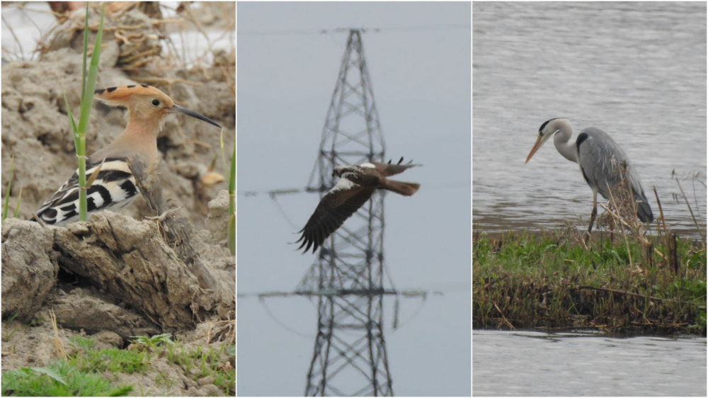 В Чуйской области зафиксировали 16 видов птиц, среди них внесенная в Красную книгу