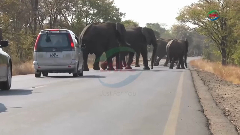 В Замбии слон вытащил туристку из авто и затоптал насмерть