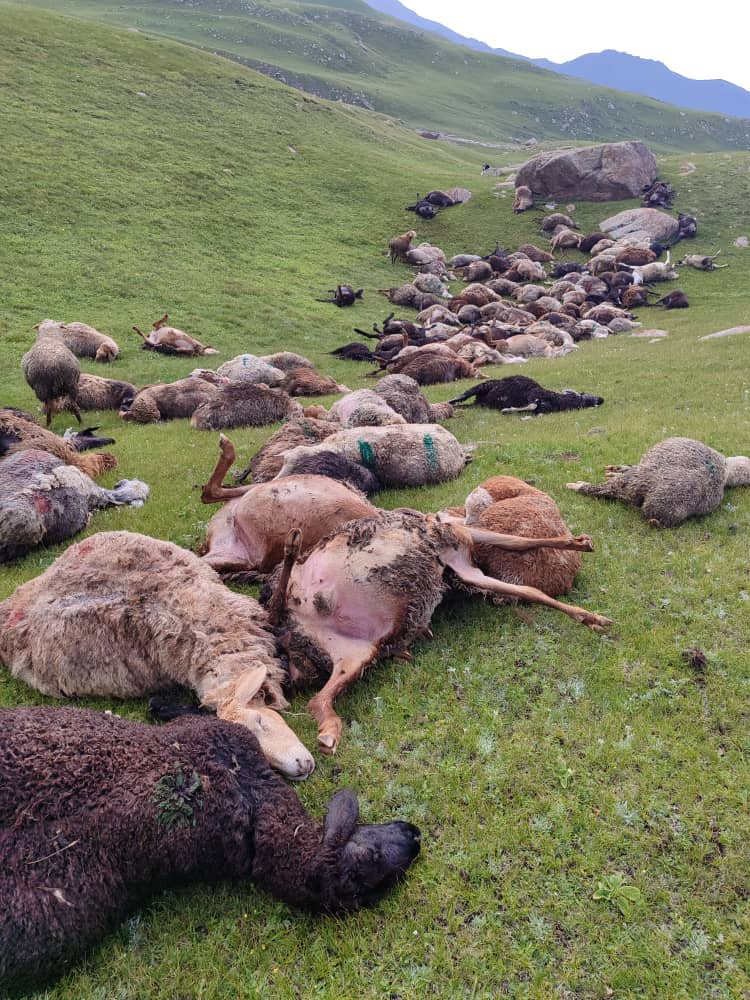 В Иссык-Кульской области молния убила 250 овец