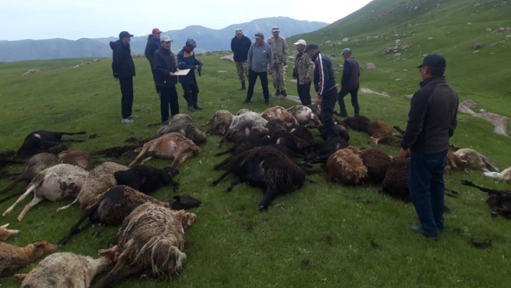 Что сделали с тушами овец, погибших от удара молнии (фото, видео)