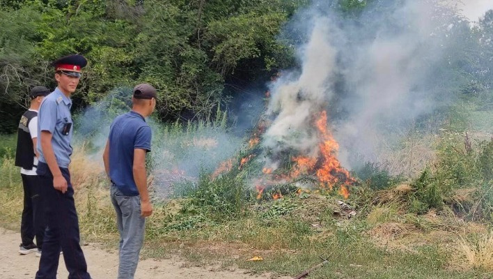 Сотрудники СБНОН сожгли более 85 тонн конопли (фото)