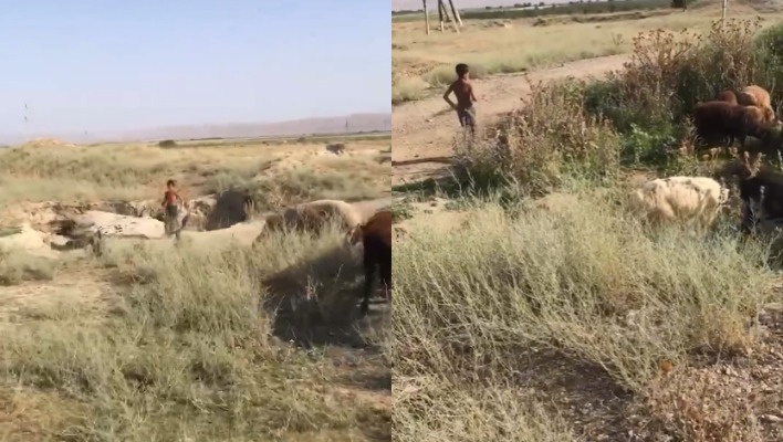 Турдубекова просит обратить внимание на мальчика, пасущего овец на границе с Казахстаном