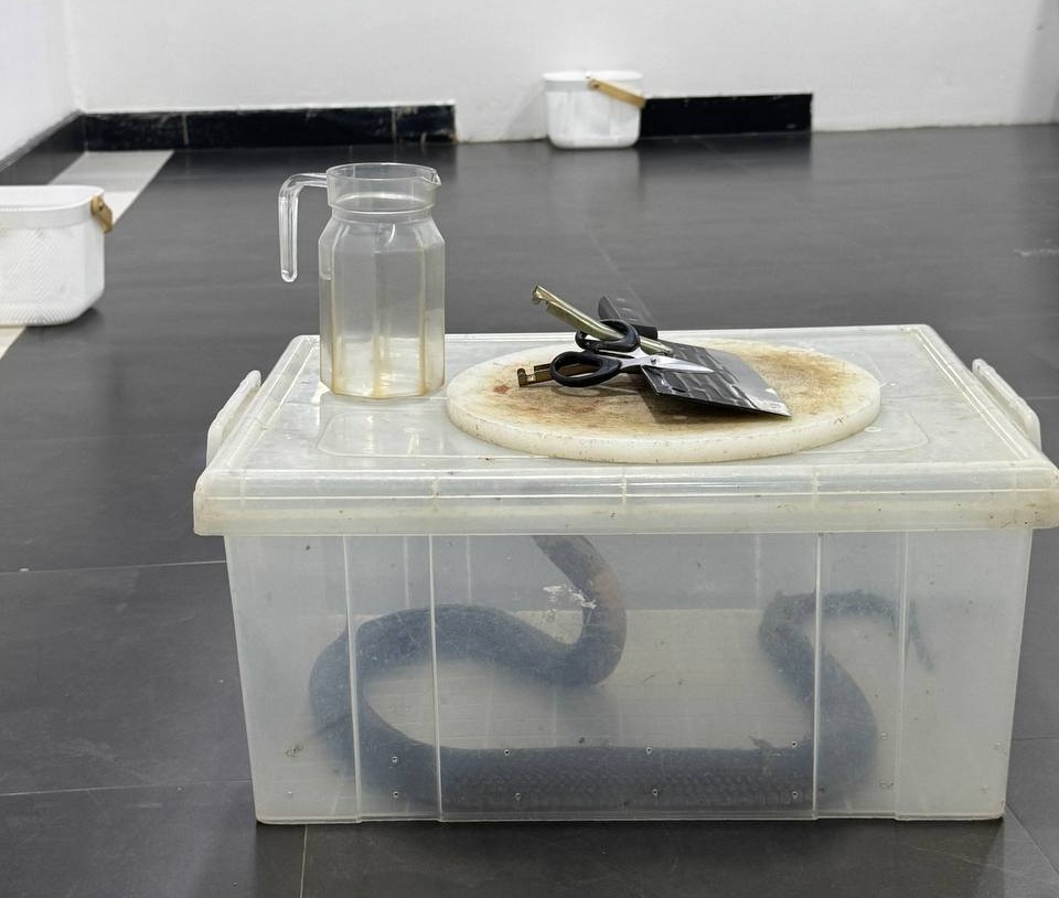 Подготовка к церемонии с коброй.