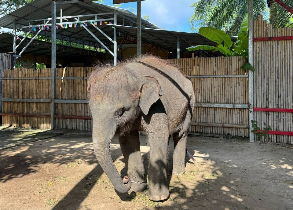 Питомник со слонами.