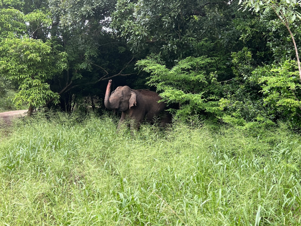 Сафари в заповеднике со слонами.