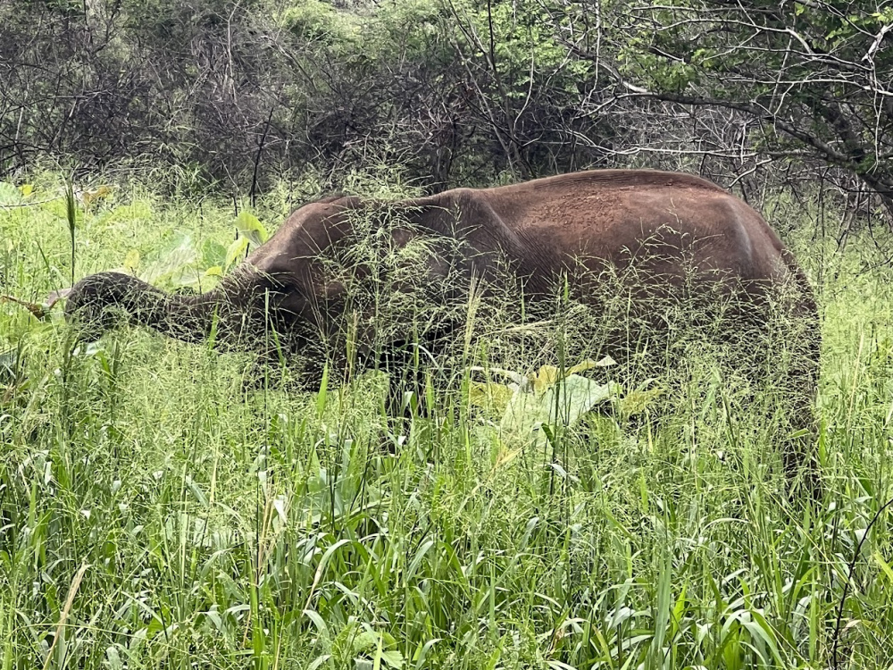 Сафари в заповеднике со слонами.