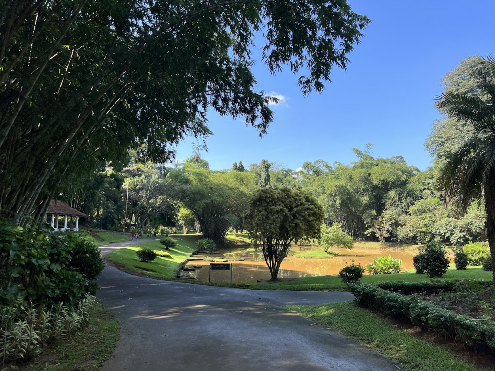 Ботанический сад на Шри-Ланке.