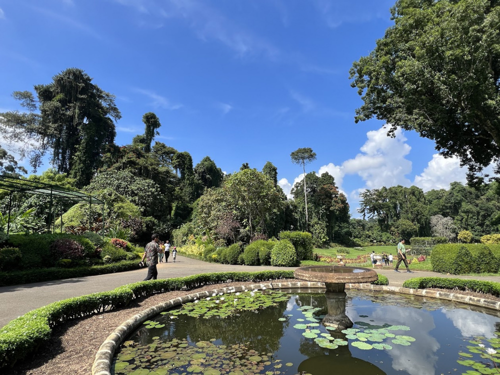 Ботанический сад на Шри-Ланке.
