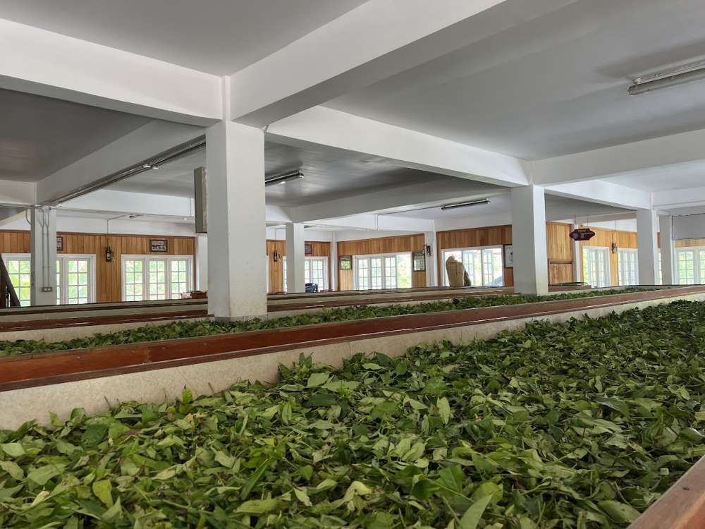 Фабрика по производству чая.