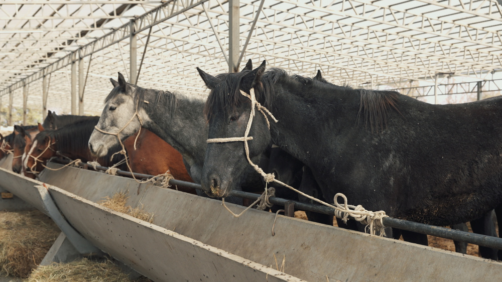 Европолы для баранов. Как изменился скотный рынок после переезда (видеорепортаж)