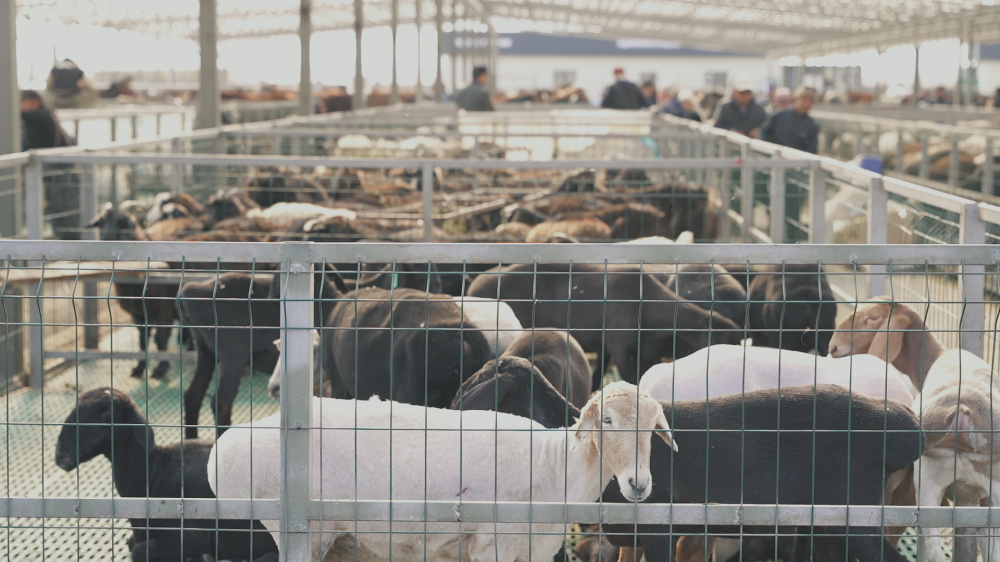 Европолы для баранов. Как изменился скотный рынок после переезда (видеорепортаж)