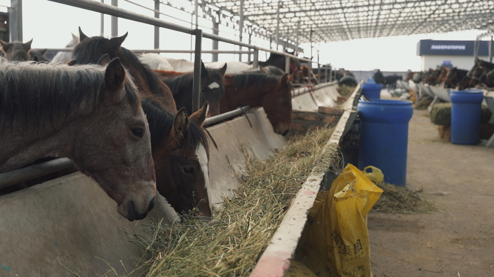 Европолы для баранов. Как изменился скотный рынок после переезда (видеорепортаж)