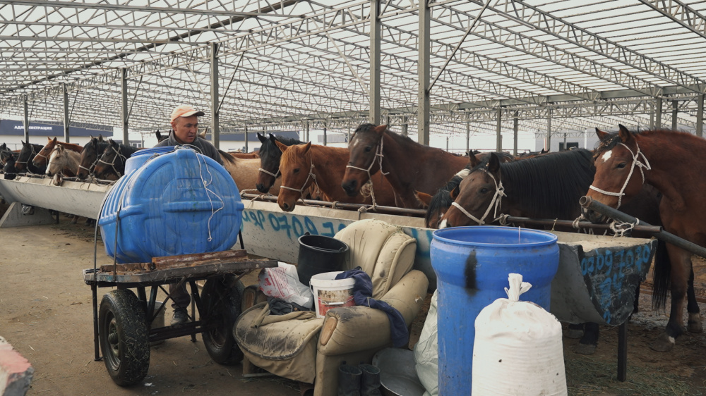 Европолы для баранов. Как изменился скотный рынок после переезда (видеорепортаж)