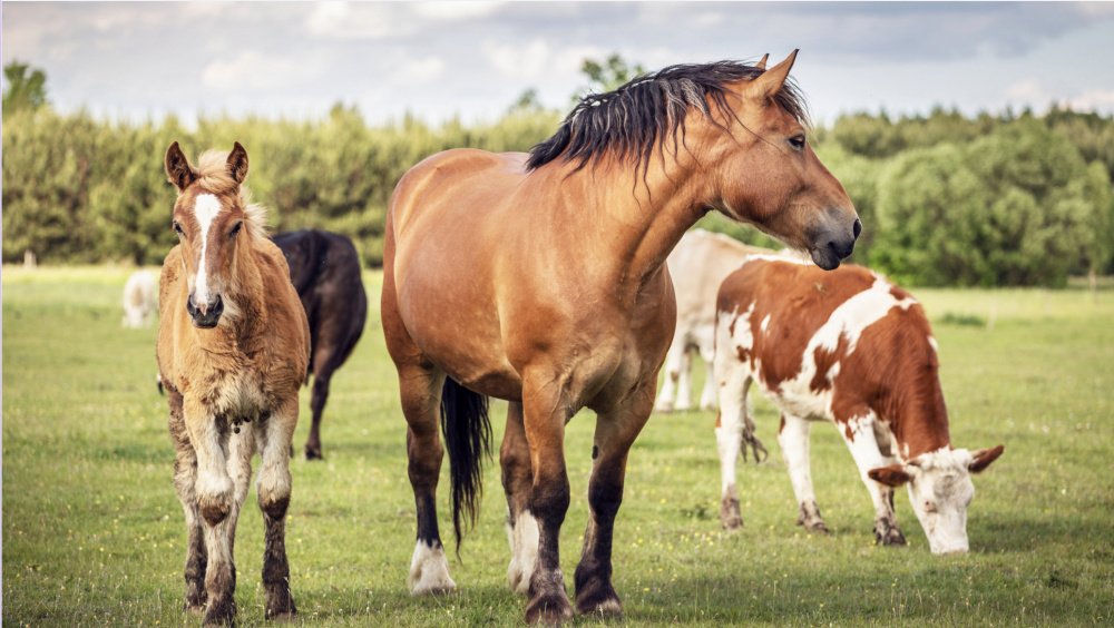 Кыргызстан усиливает ветеринарно-санитарный контроль. Кого и чего коснутся ужесточения