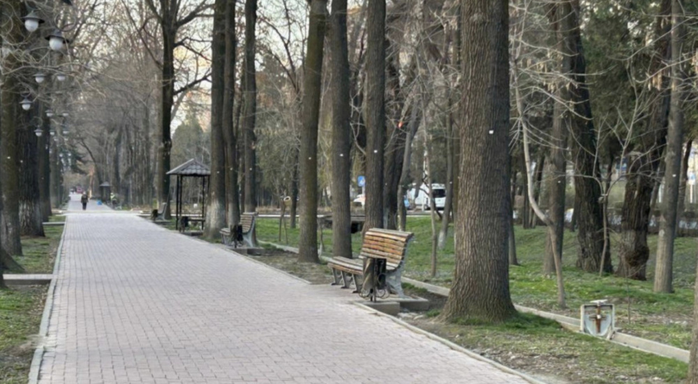 Номерки на деревьях в Бишкеке не имеют отношения к их вырубке. Разъяснение мэрии